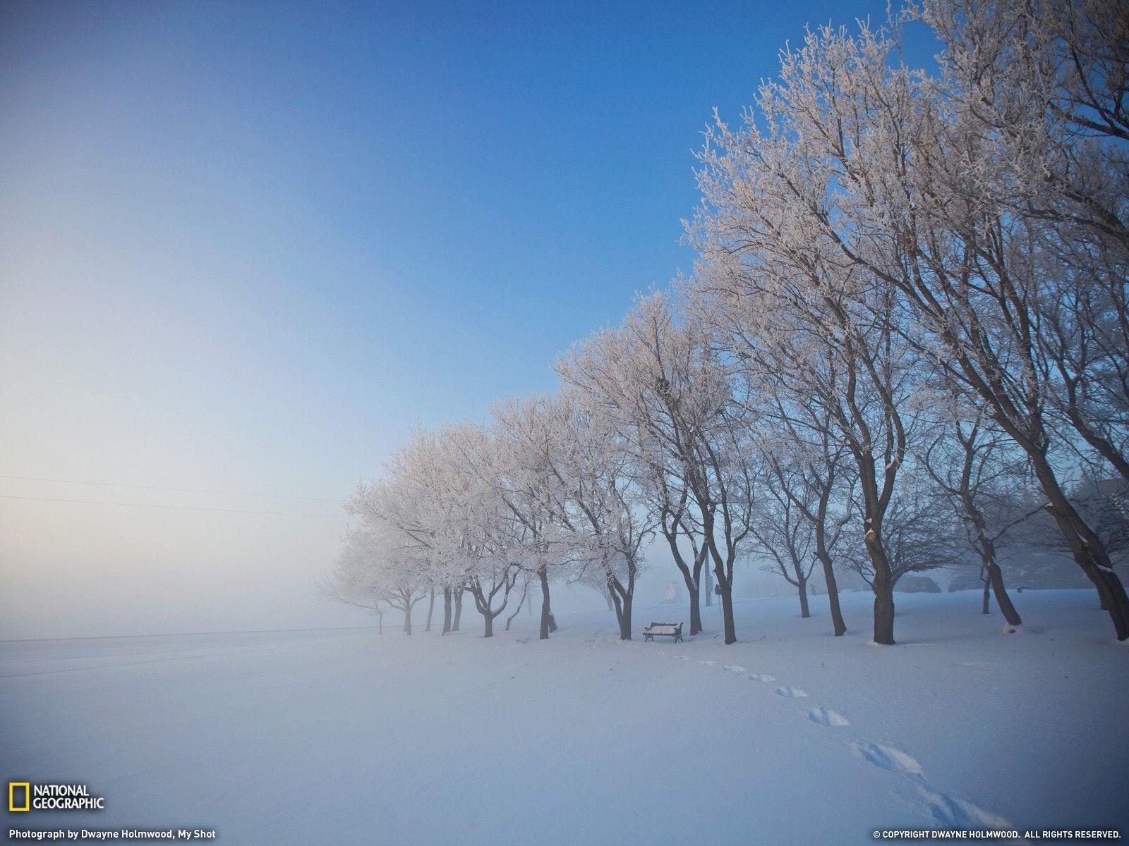 Winter: Tree Shine Snow Peace Winter Path White Wallpaper Windows 8