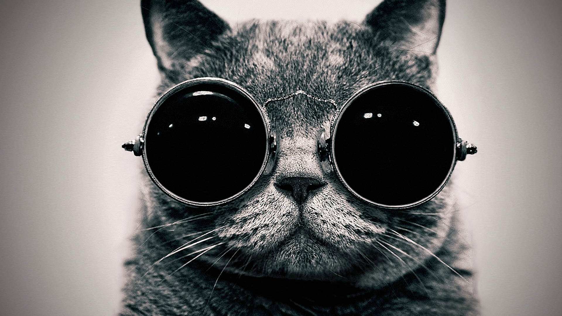 Glass Eyes In Cats Wallpaper Picture Wallpaper. High
