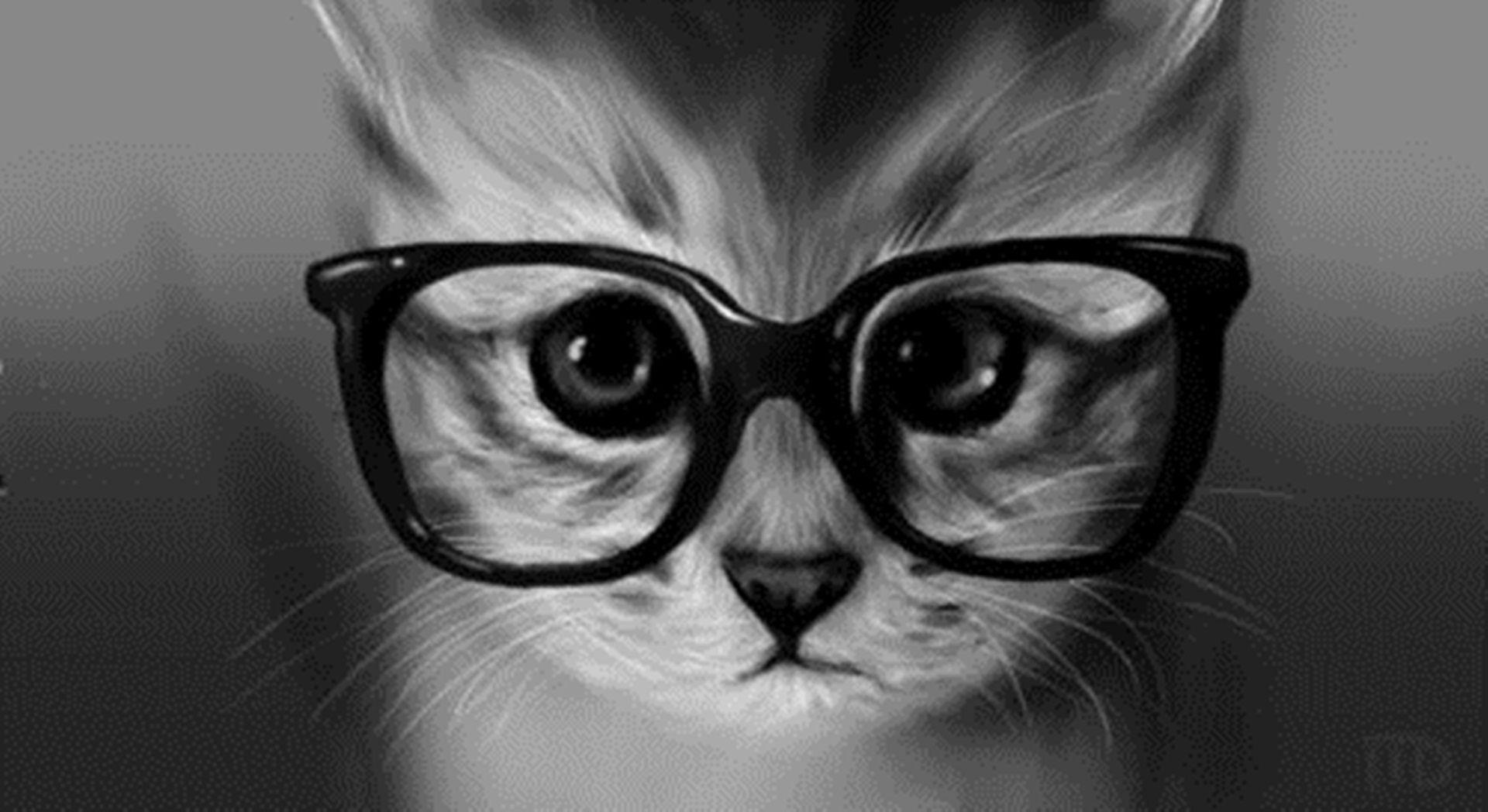 Funny Cat Glasses Wallpaper