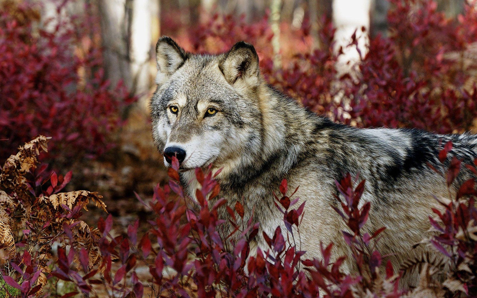 Red Wolf Free HD Wallpaper Image Background