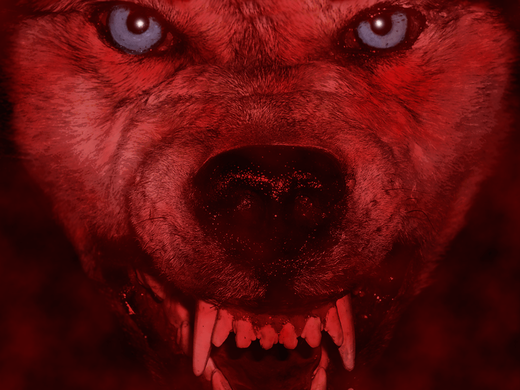 Red Wolf Wallpaper