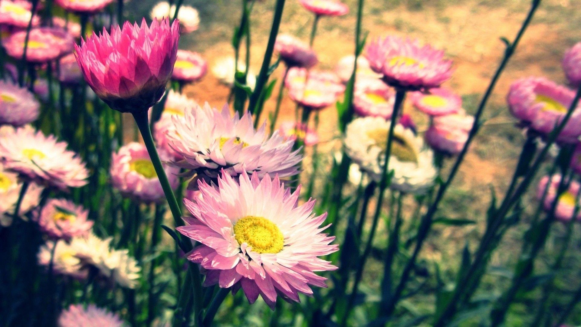 HD Vintage Flower Background