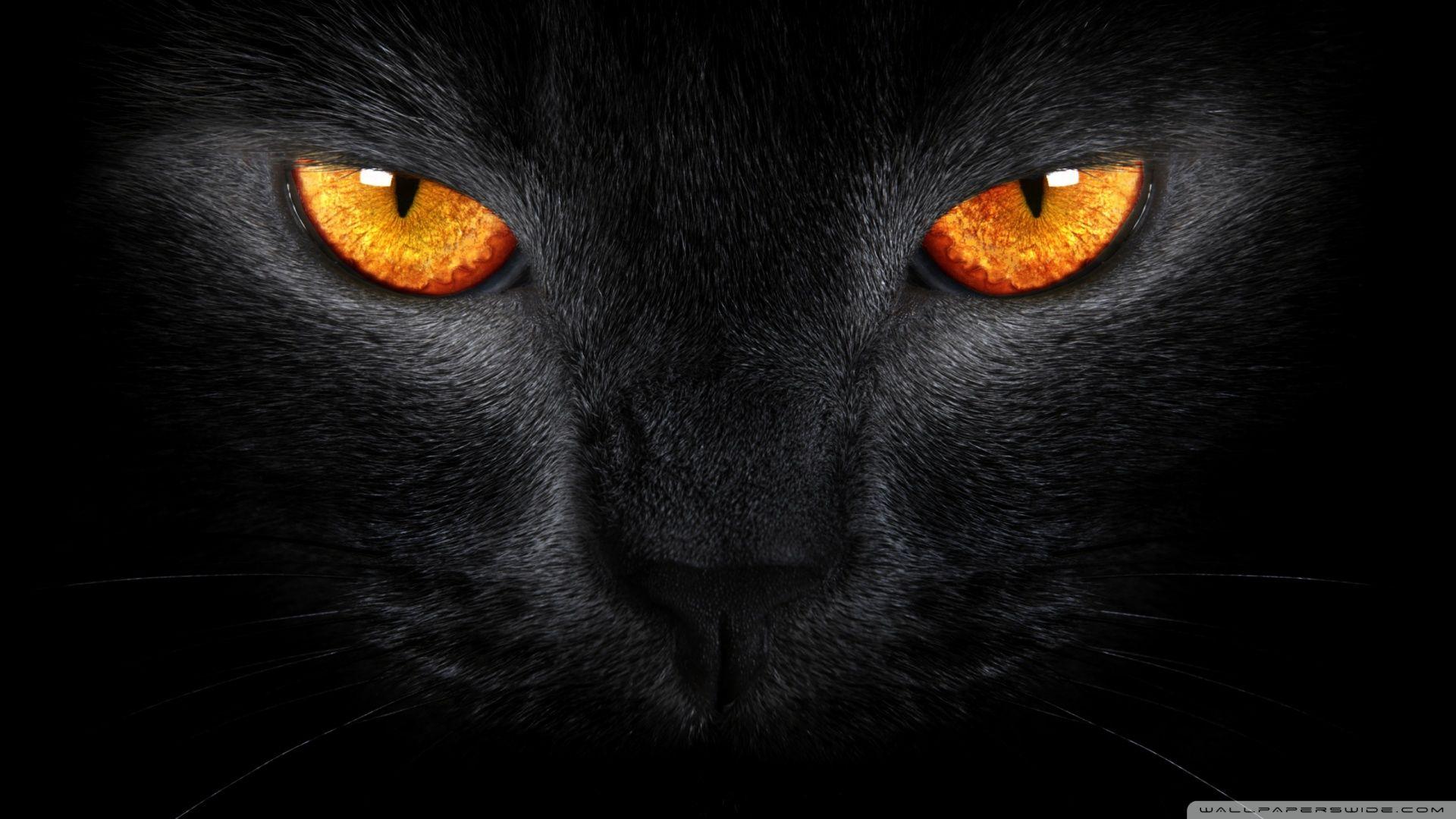 Black Cat HD desktop wallpaper, High Definition, Fullscreen