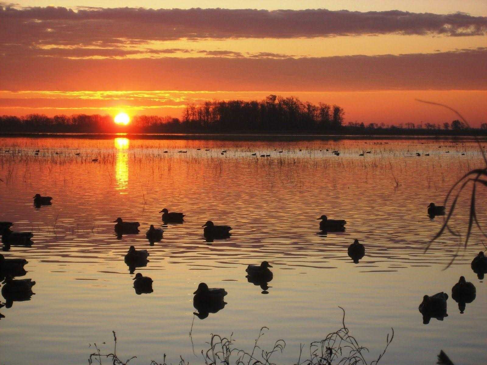 Duck Hunting Wallpaper HD Photo Waterfowl For Mobile Phones