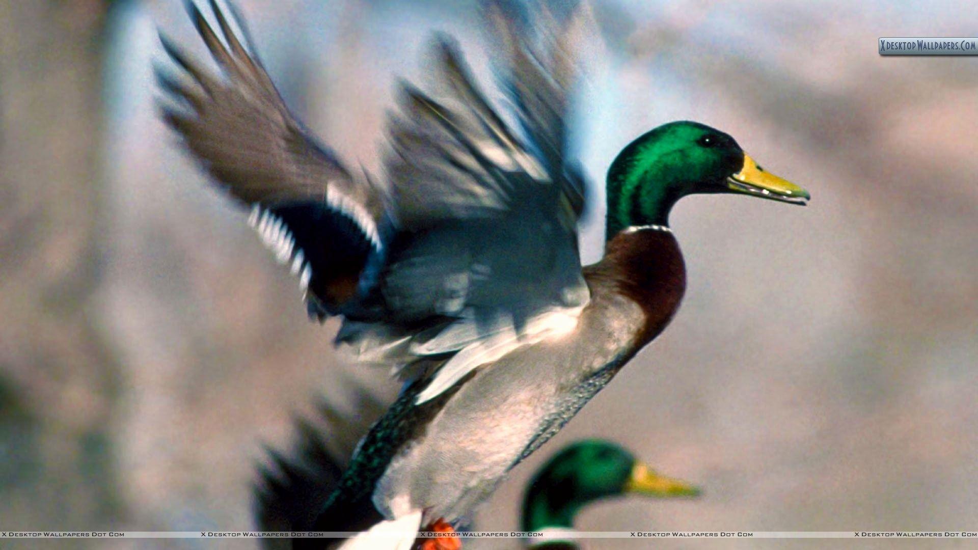 ducks unlimited hunting wallpaper