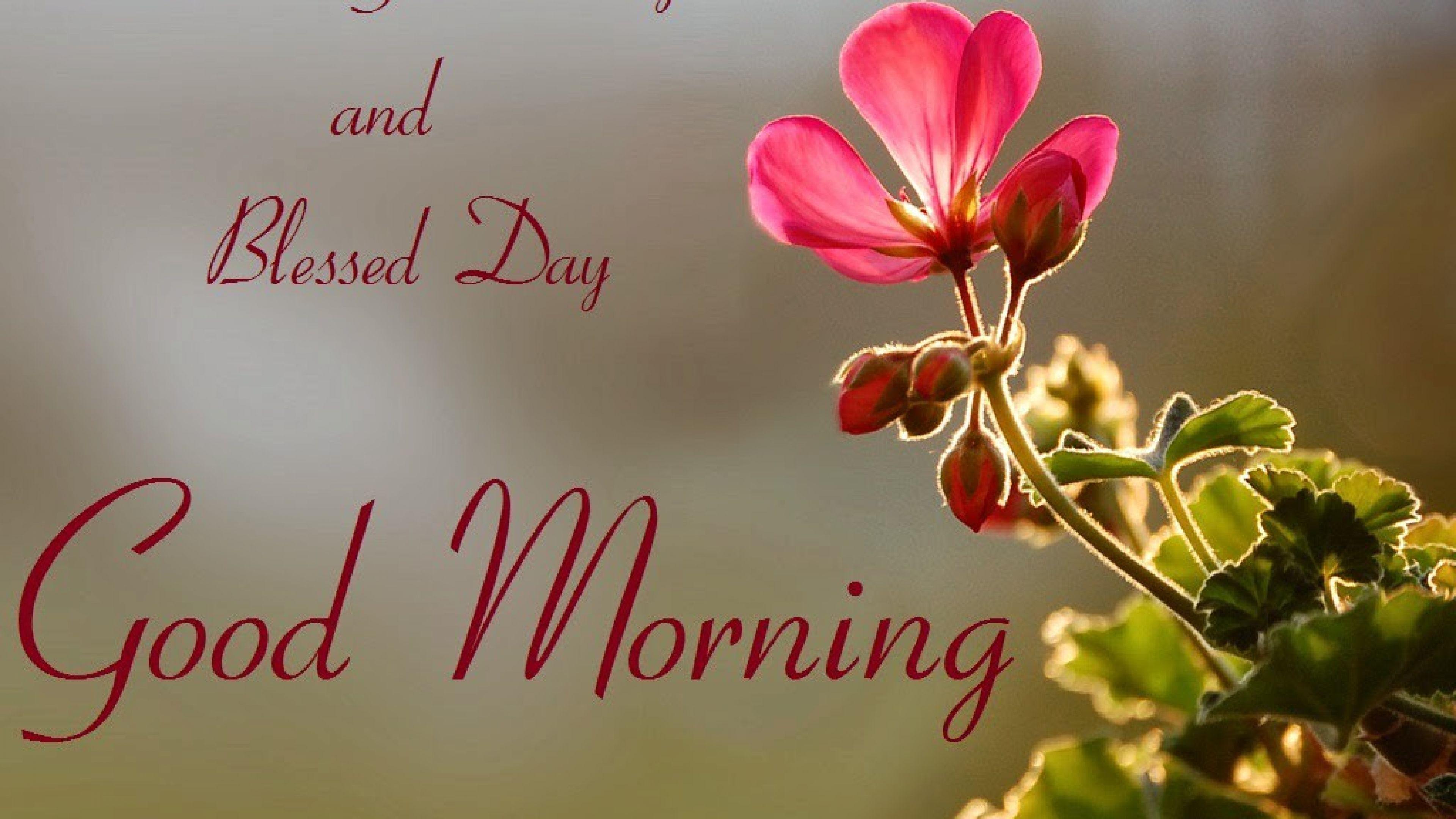 Free HD Rose Good Morning Wallpaper Download