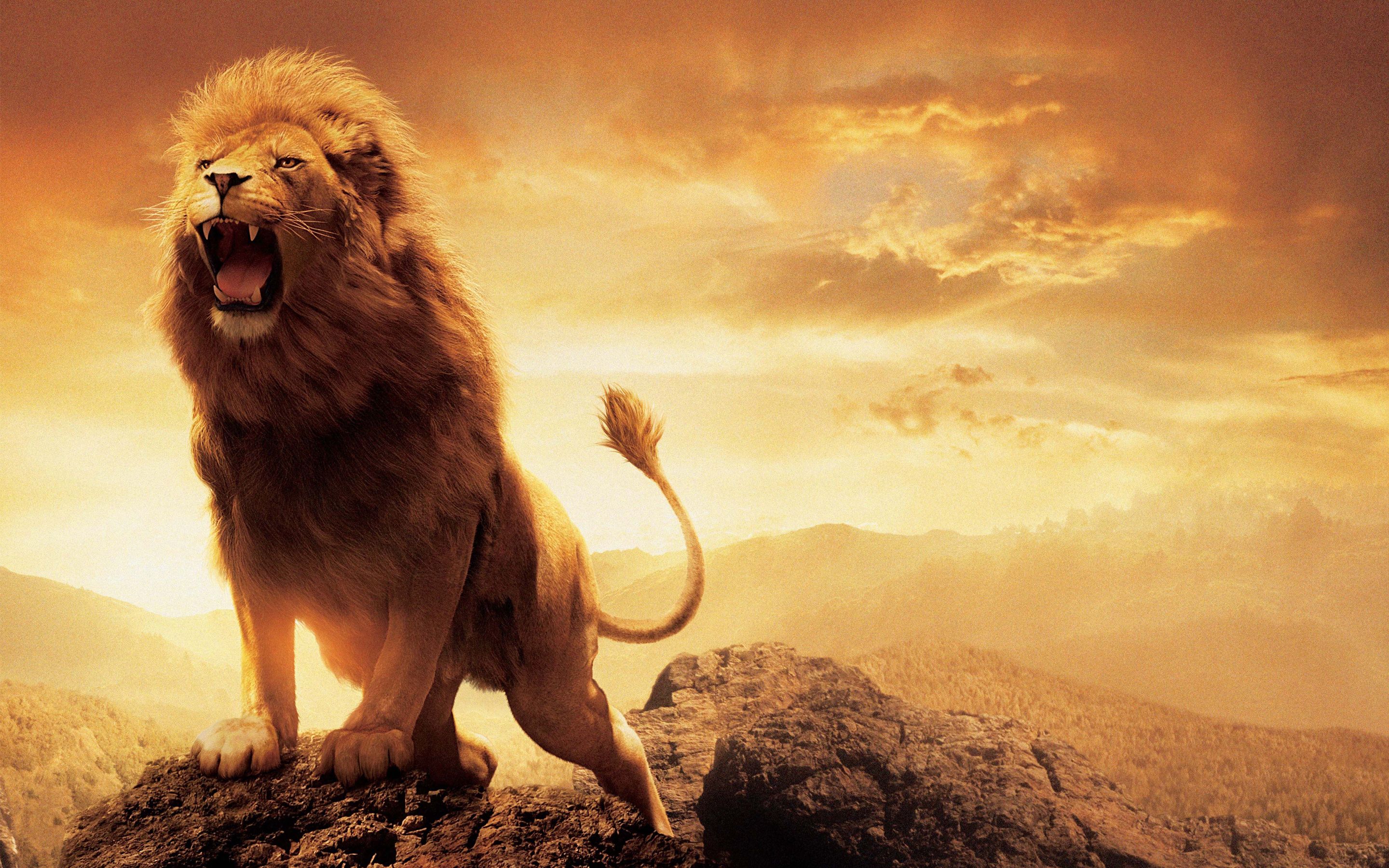 aslan lion wallpaper