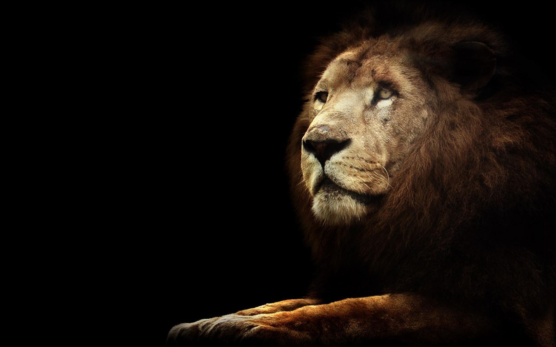 Lion On Black HD desktop wallpaper, Widescreen, High Definition