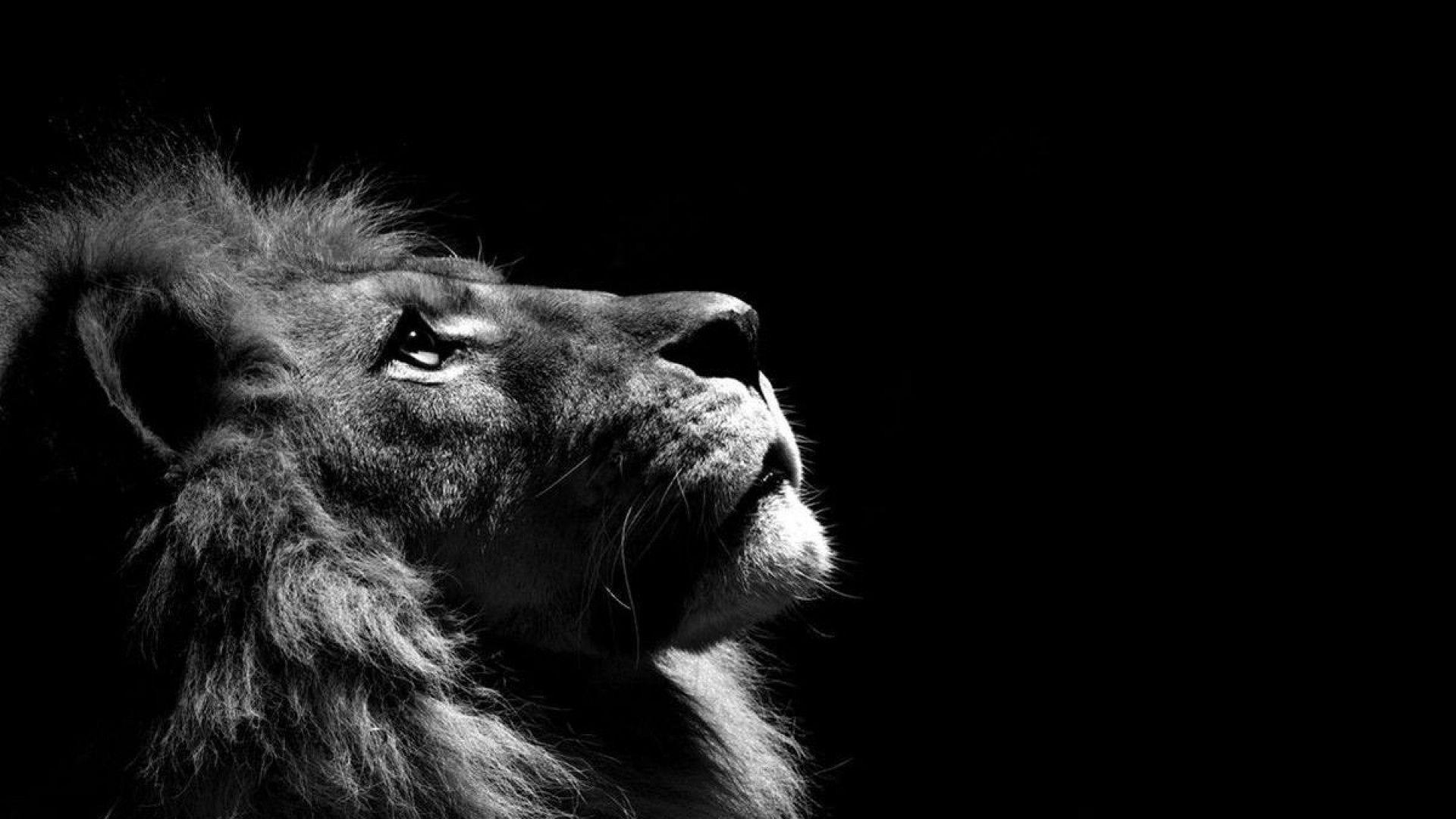 A Picture Of A Lion Wallpaper