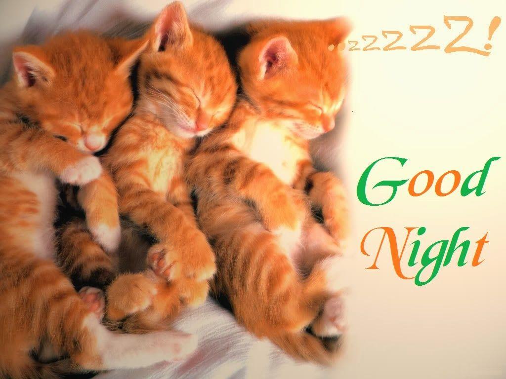 Cats Good Night HD Wallpaper.com. Therese is