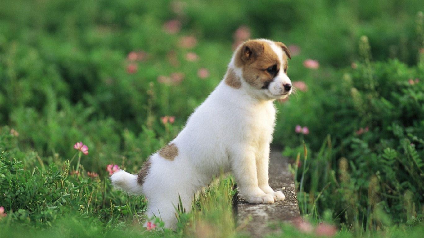 Lovable Puppy In Garden Wallpaper Lovely Puppies 1366x768 Download