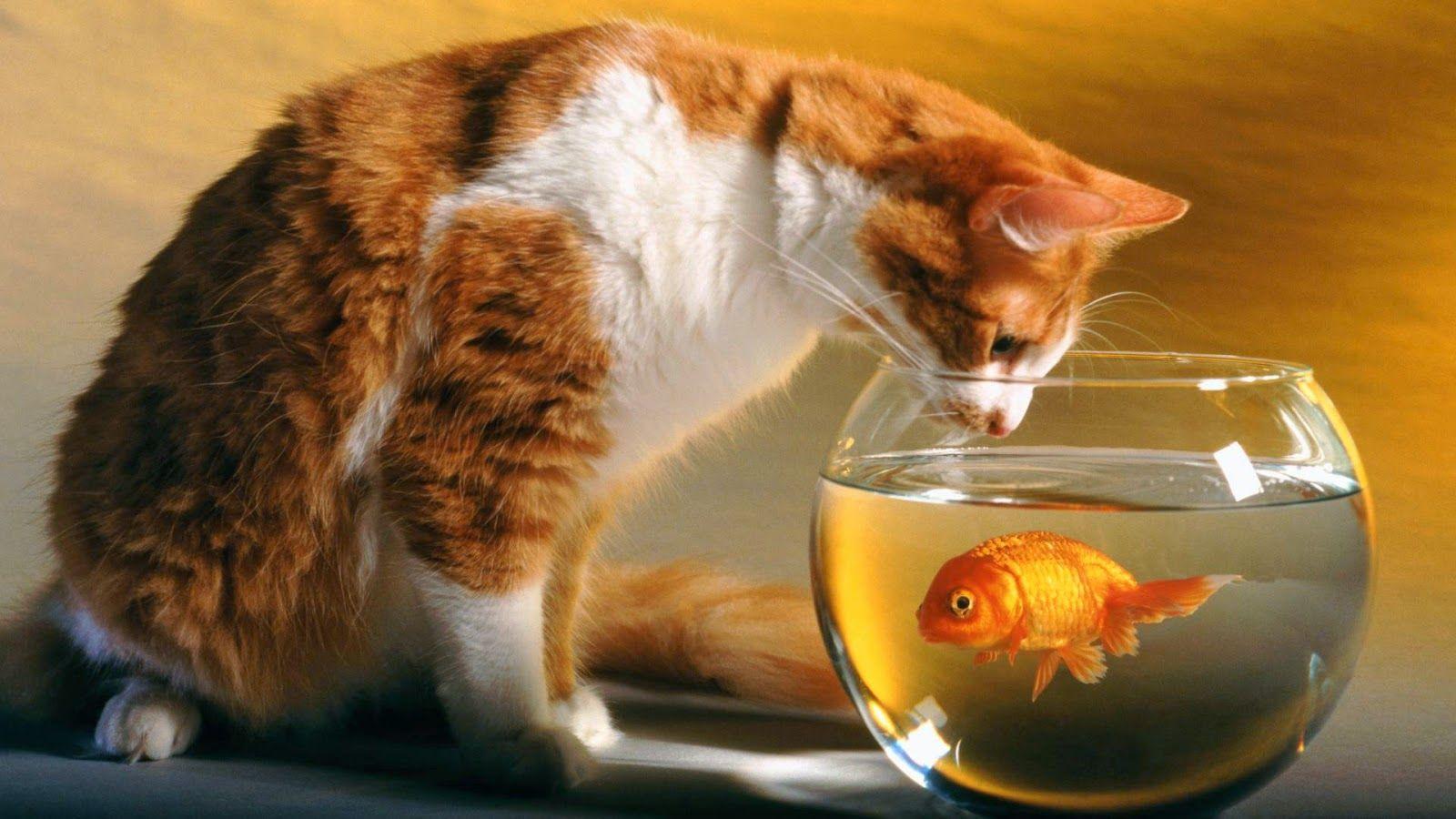 Lovable Image: Cute Cat WallPapers Free Download.. Beautiful Cats