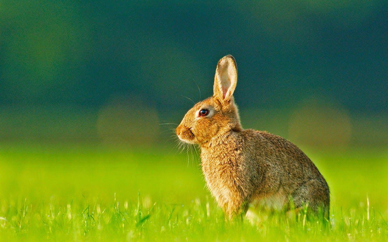 Lovable Image: Download Rabbits Picture.. Beautiful rabbit HD