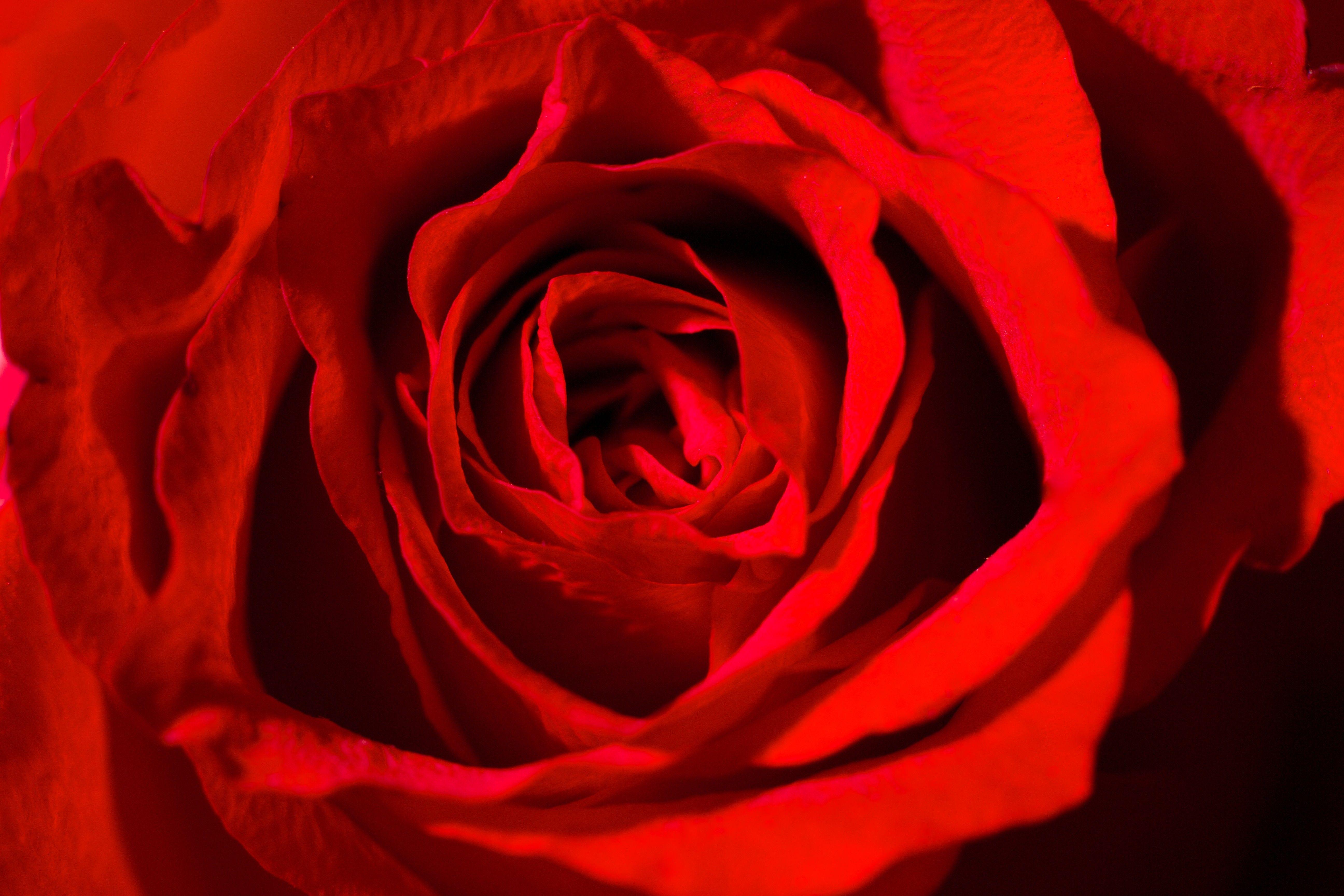 Flowers: Roses Rose Red Flowers Vibrant Amazing Flower Desktop