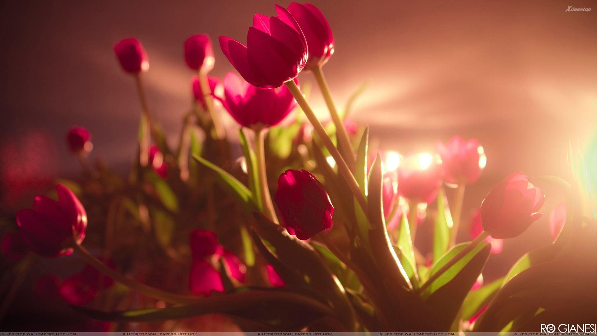 Vibrant Red Tulips In SunLight Wallpaper