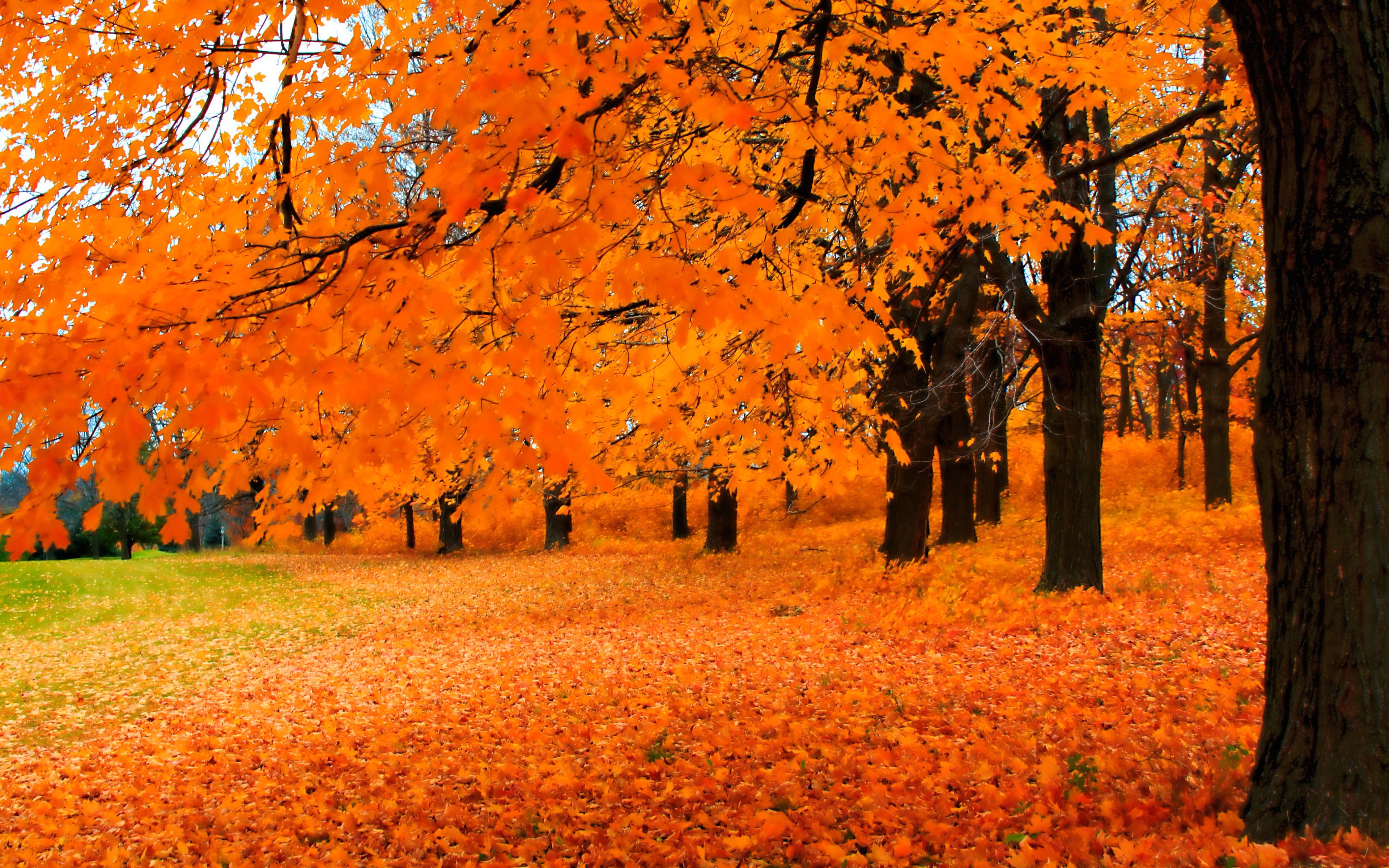 Октябрь осенью оранжевый