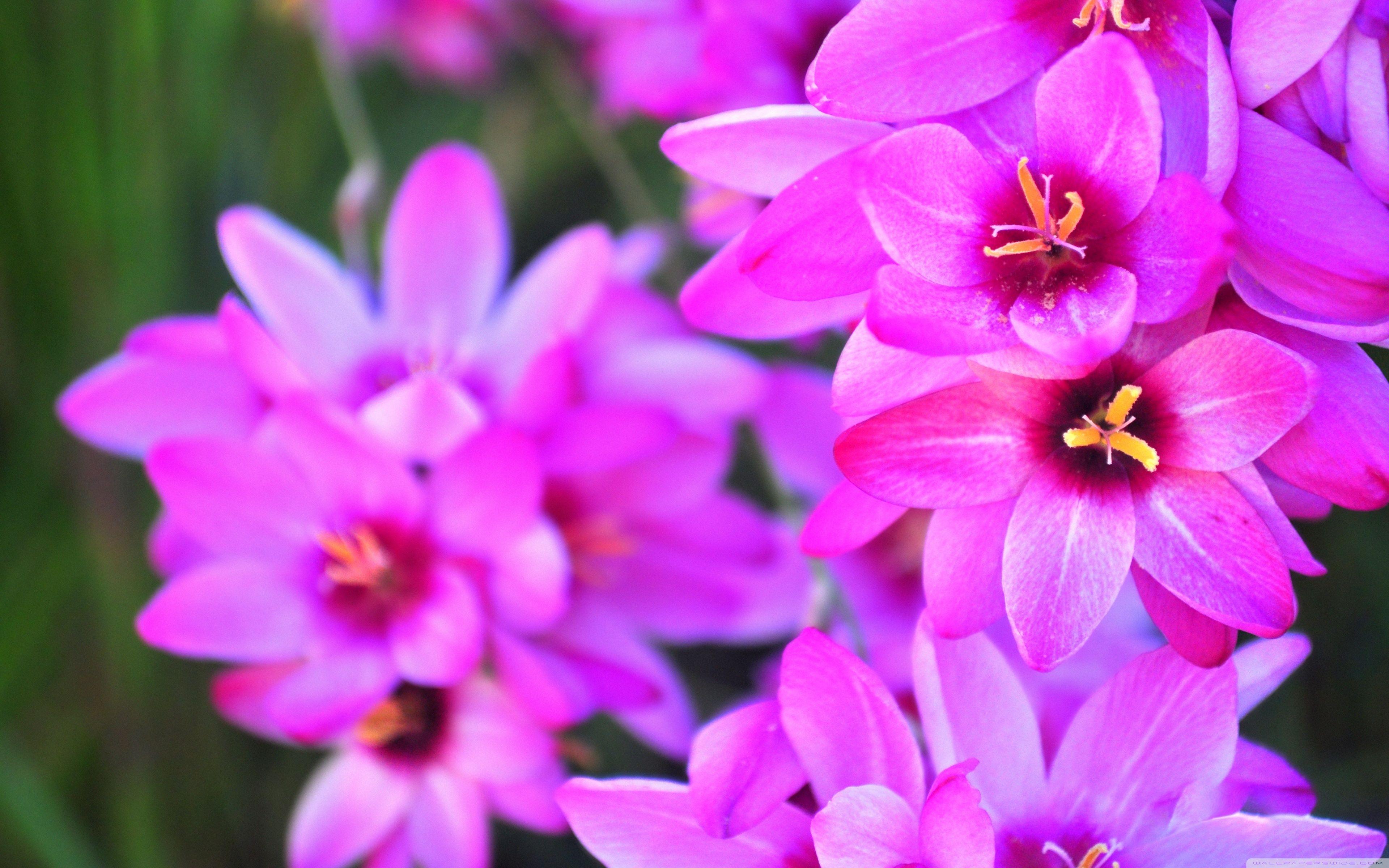 Vibrant Flowers ❤ 4K HD Desktop Wallpaper for 4K Ultra HD TV