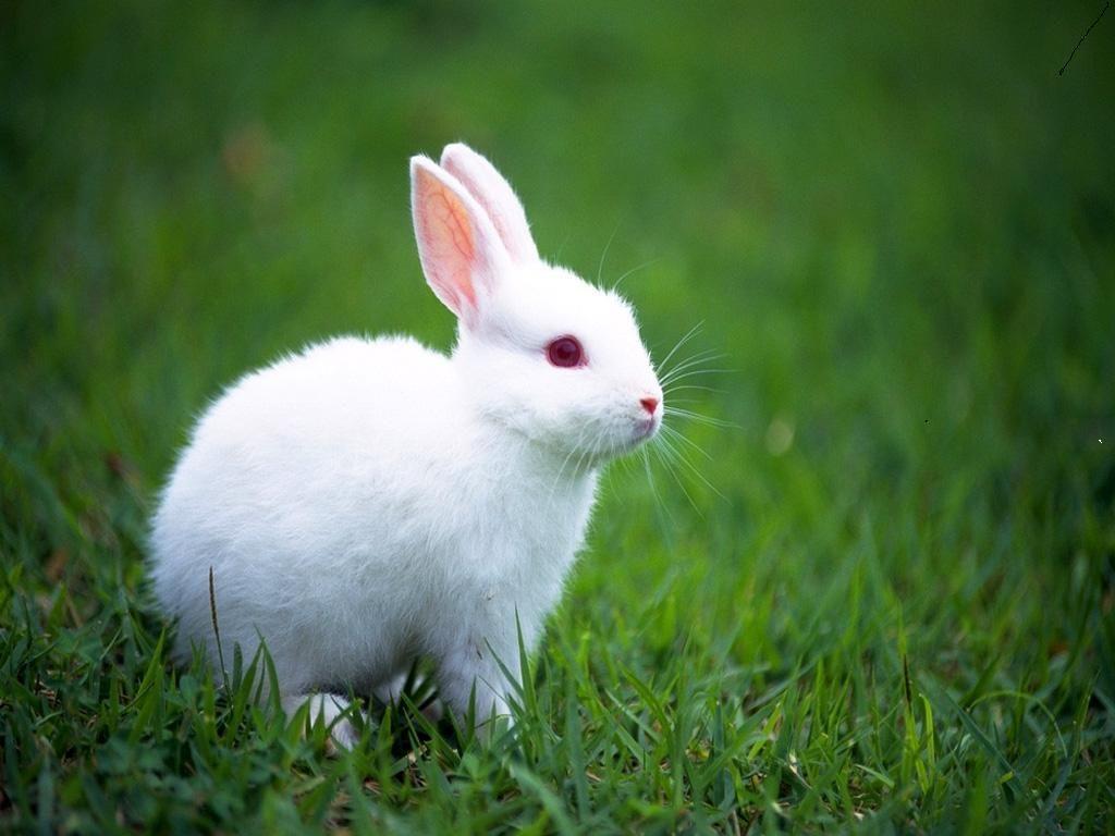 white baby rabbits