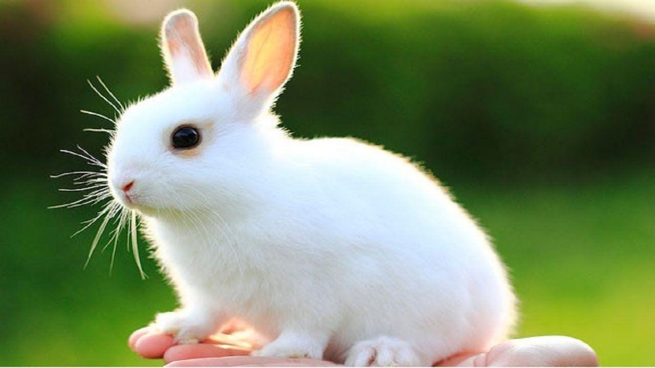 Beautiful Baby Bunny Rabbits (Banned Version) 2016