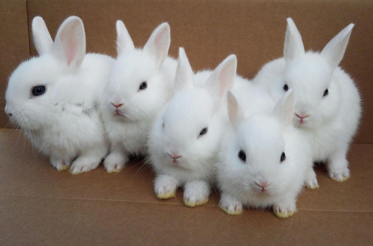 white baby rabbit