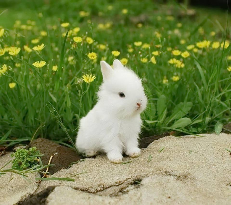 cute white bunny