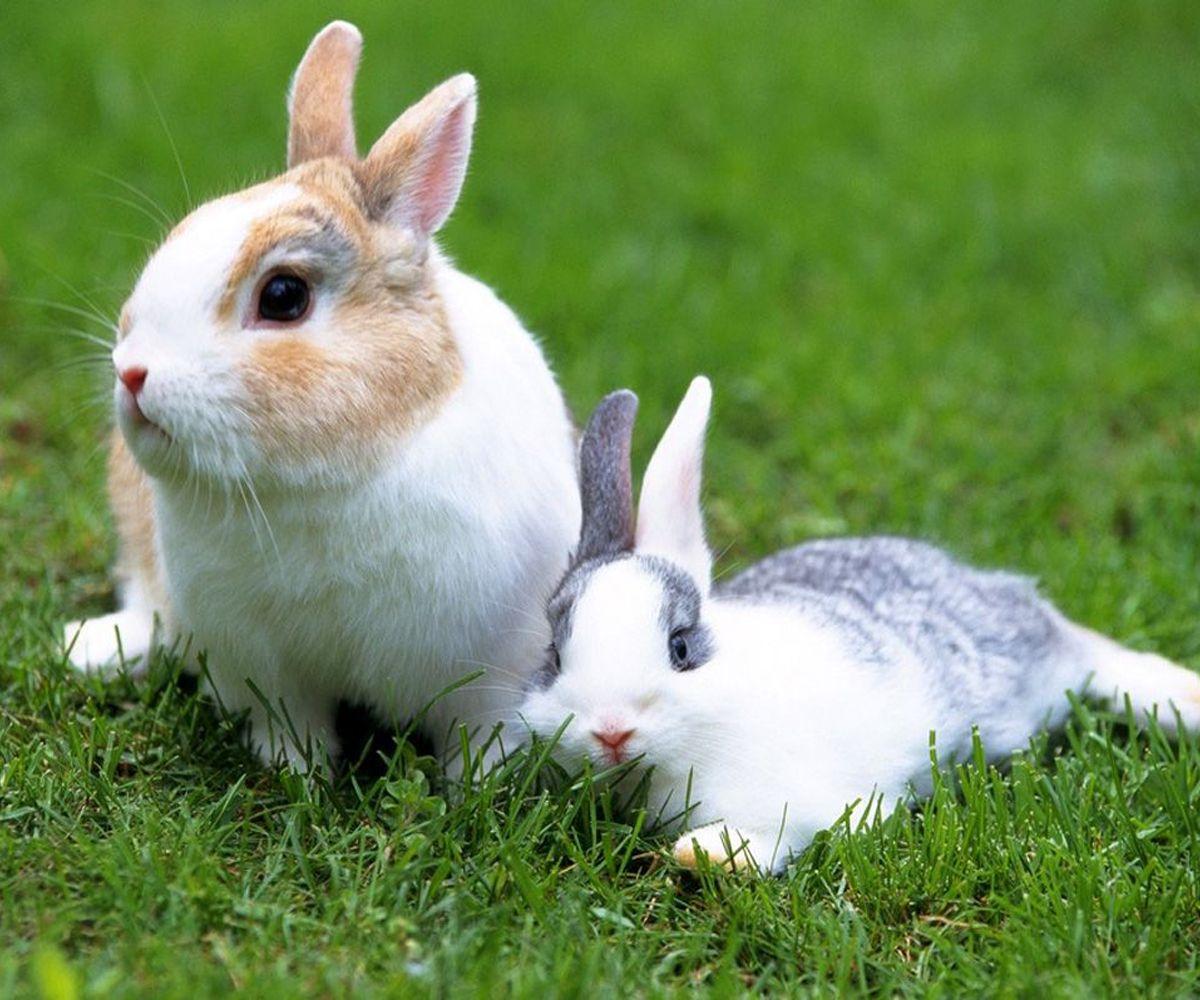 Central Wallpaper: Cute Little Rabbits Hd Wallpapers A31