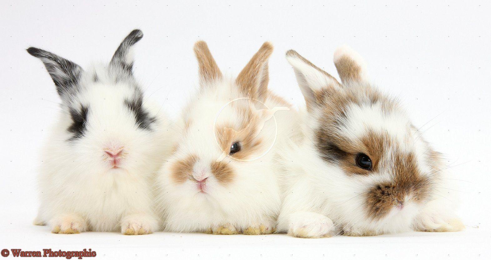 Cute Baby Rabbits Widescreen Wallpaper 9844