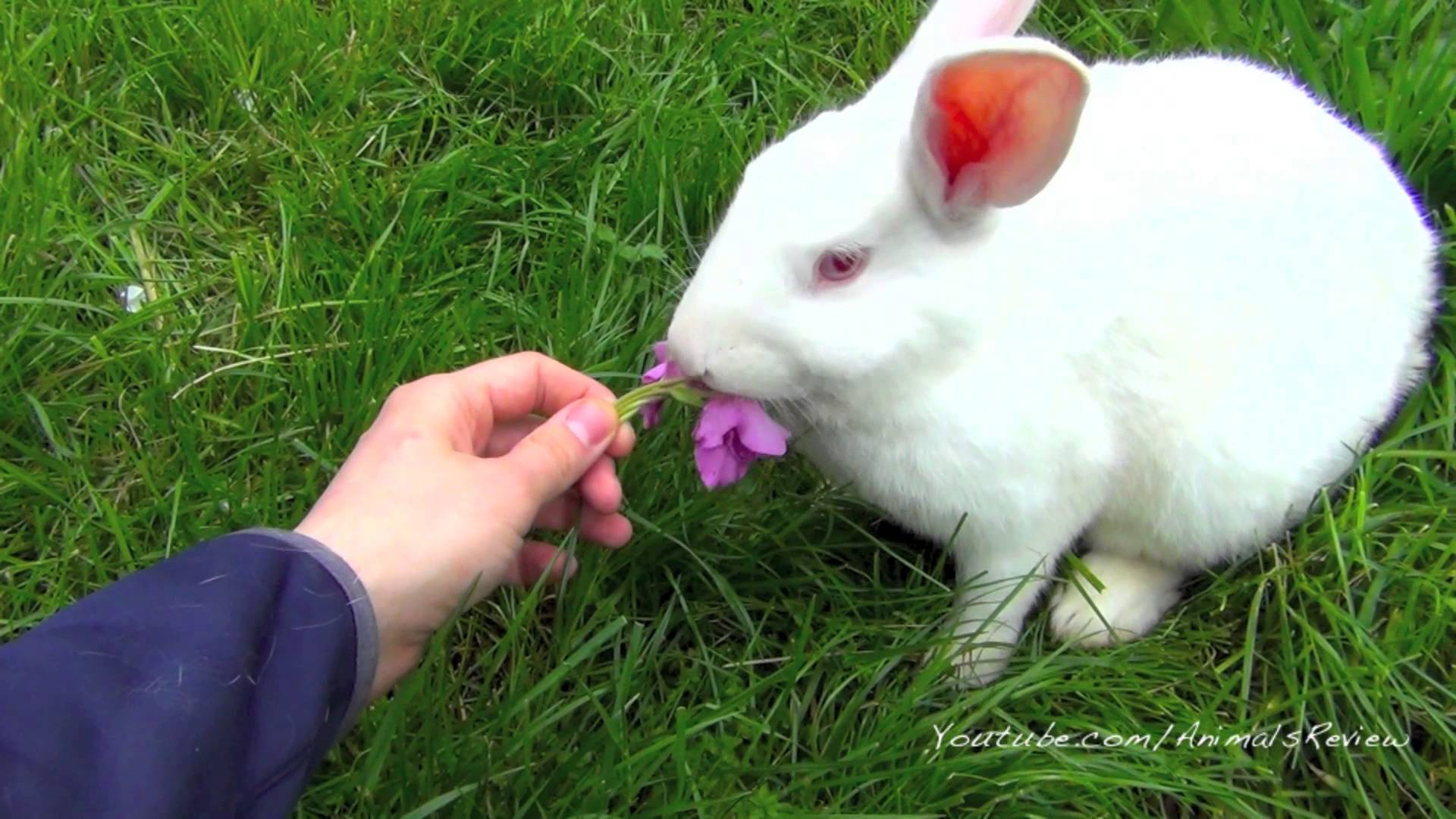 White Bunny Rabbit Eats Flowers and Grass