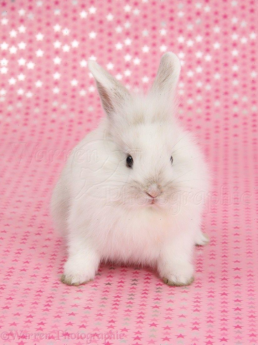 Cute baby white bunny, sitting on starry background photo WP35736