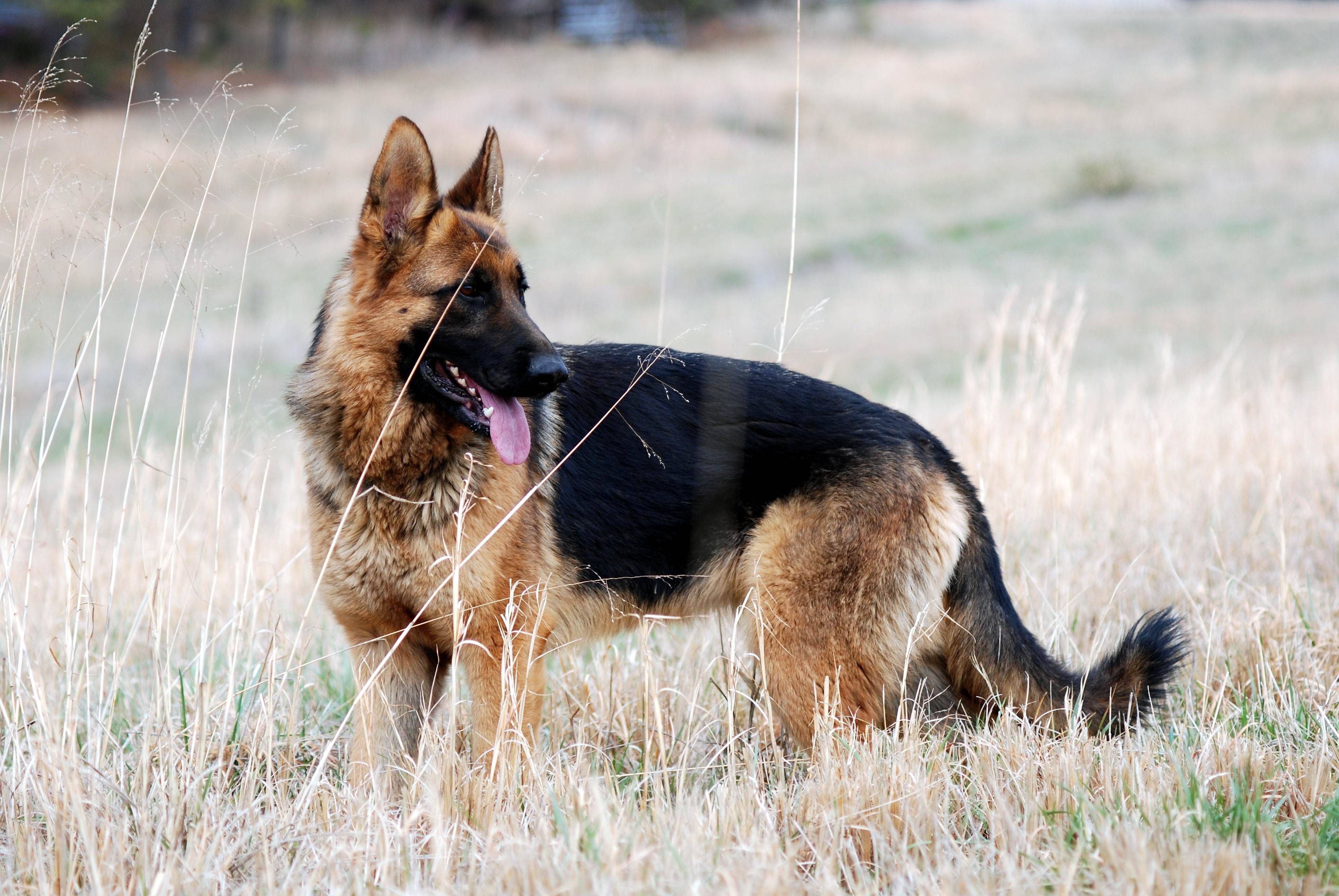 Beautiful German Shepherd Dog HD Wallpaper. HD Wallpaper