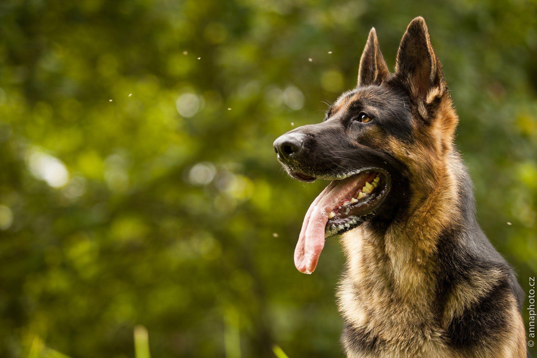 Dog German Shepherd HD Wallpaper Image Of Desktop High Quality