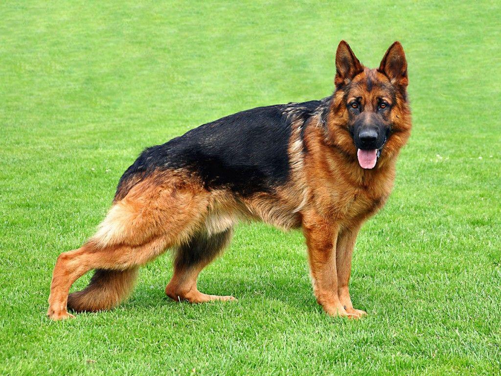 Widescreen German Shepherd Dog Best HD Wallapers For With Dogs