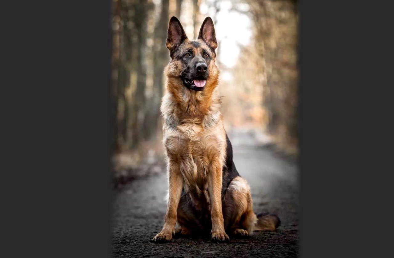 Beautiful Dog German Shepherd HD Wallpaper