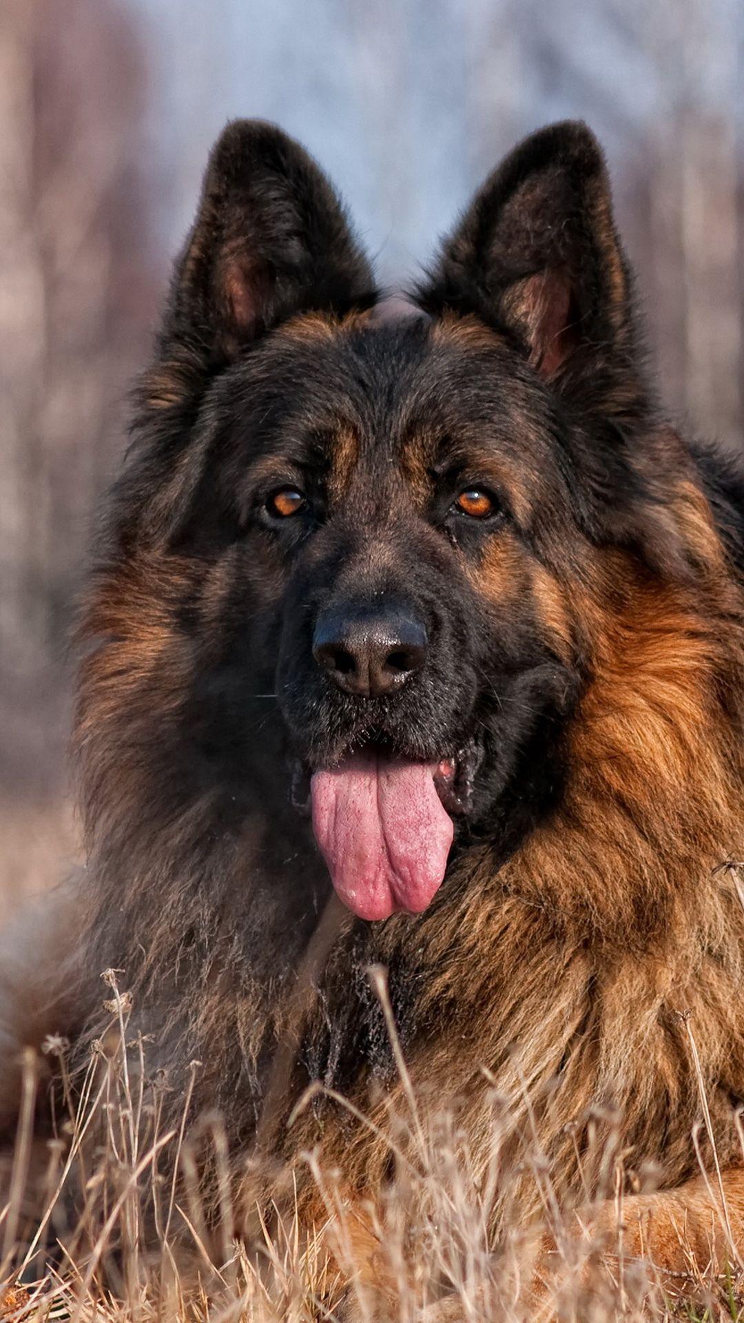 German Shepherd Lie, Grassland, Woods）HD Dog Wallpaper