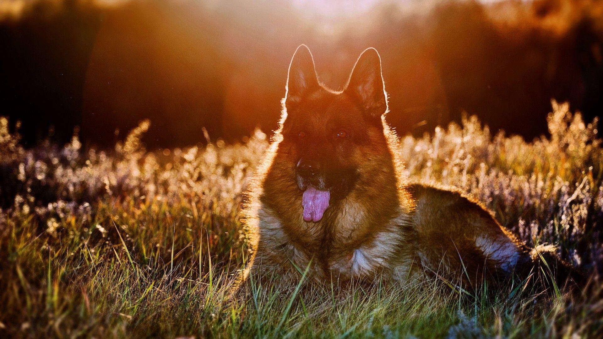 dog, Animals, Grass, Sunlight, Bokeh, German Shepherd Wallpaper HD