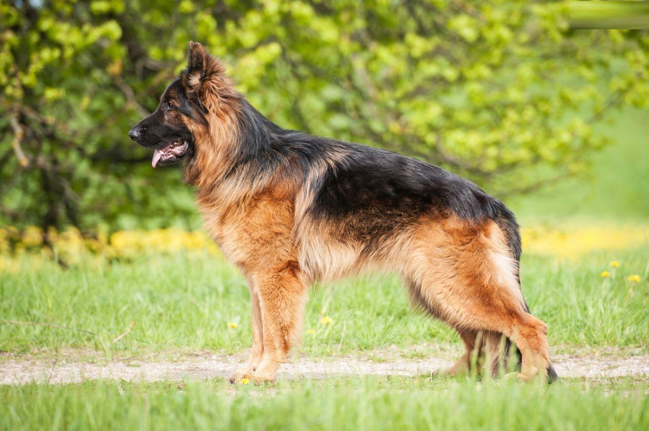 German Shepherd Dog Breed animal Picture Free Download