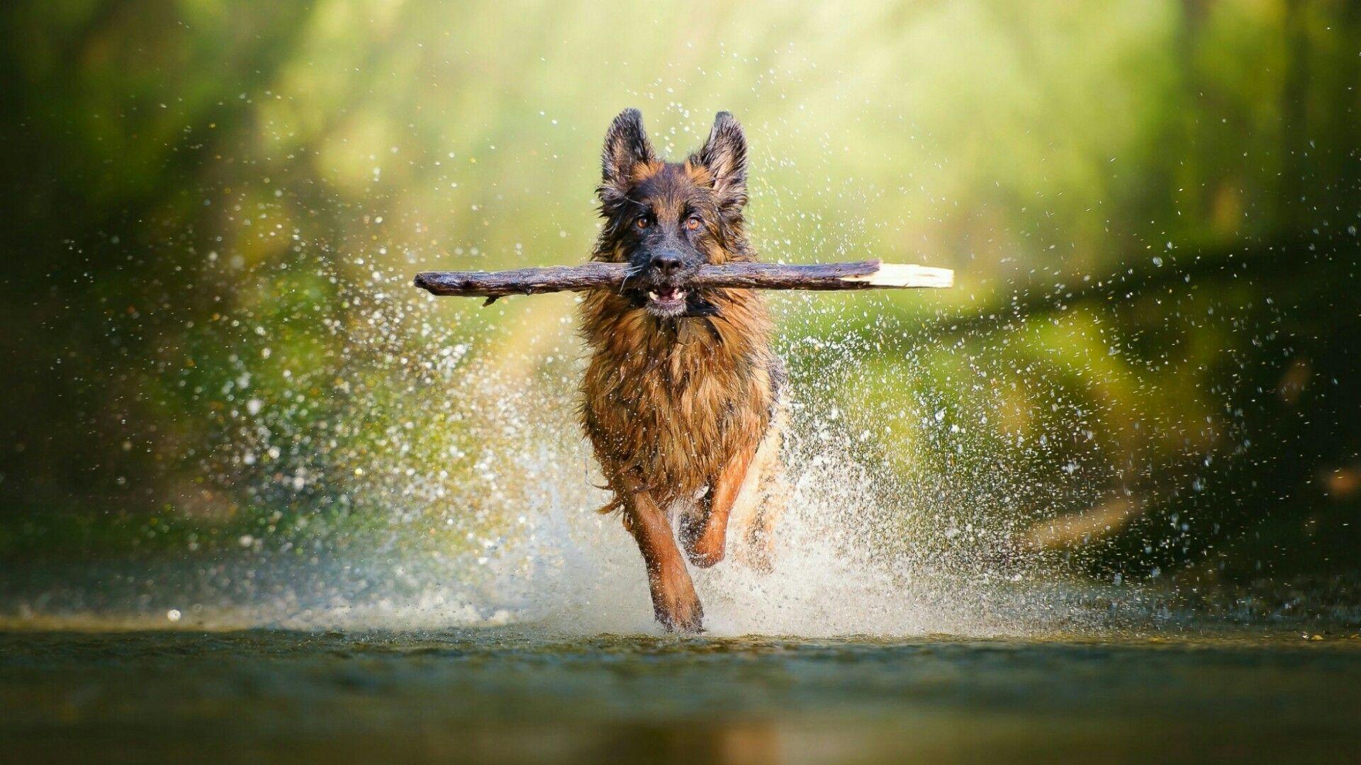 German Shepherd Dog Apport Training HD Wallpaper. Wallpaper Studio