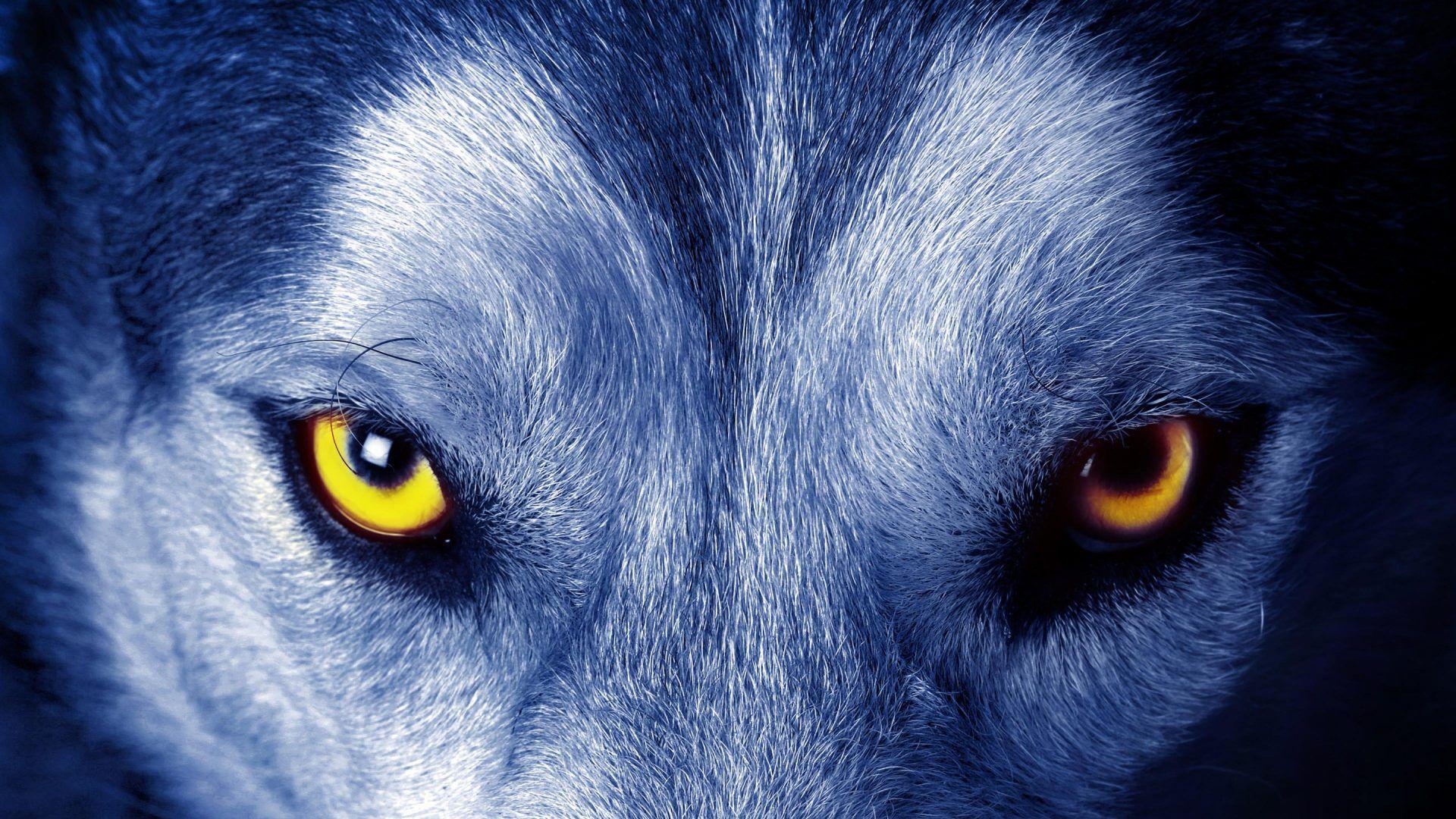 Animals Image 4k Background HD Picture the wolf wallpaper