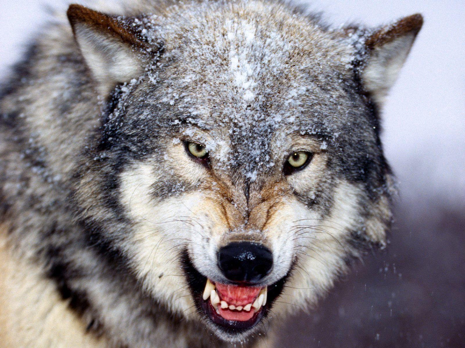 Wolf Angry Face Wallpaper Animals Wallpaper