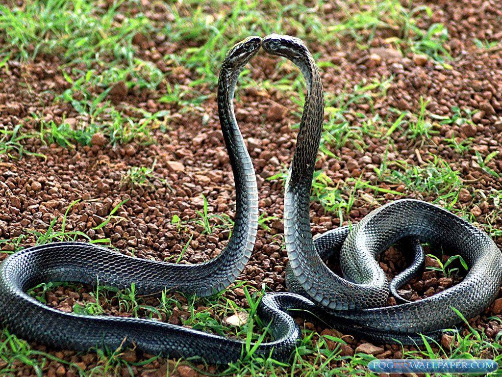 King Cobra Snake Photo. Fog HD Wallpaper