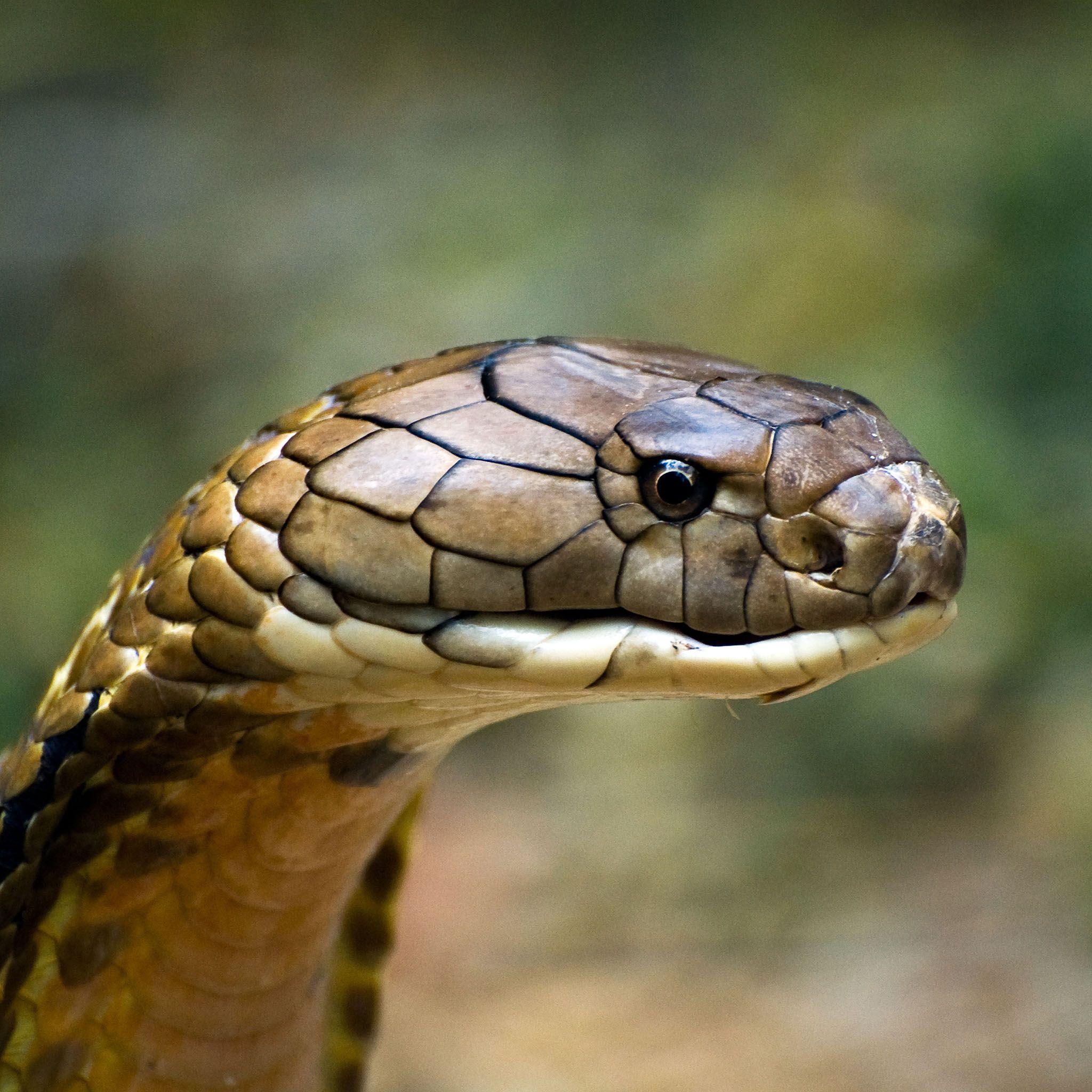 image of king cobra snake download