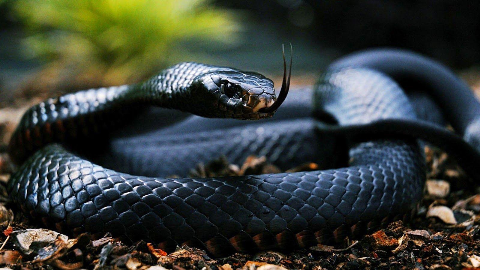 most dangerous snakes which are named as death