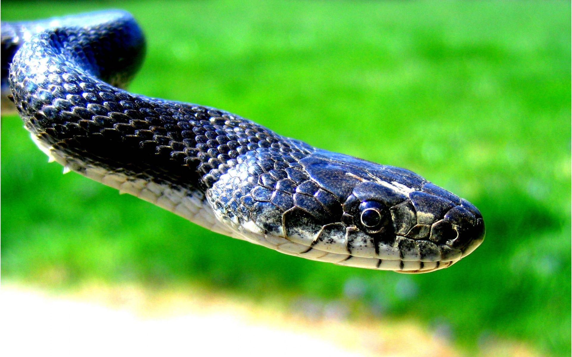 Best Jungle Life: Cobra Snake Picture Cobra Snake Free Wallpaper