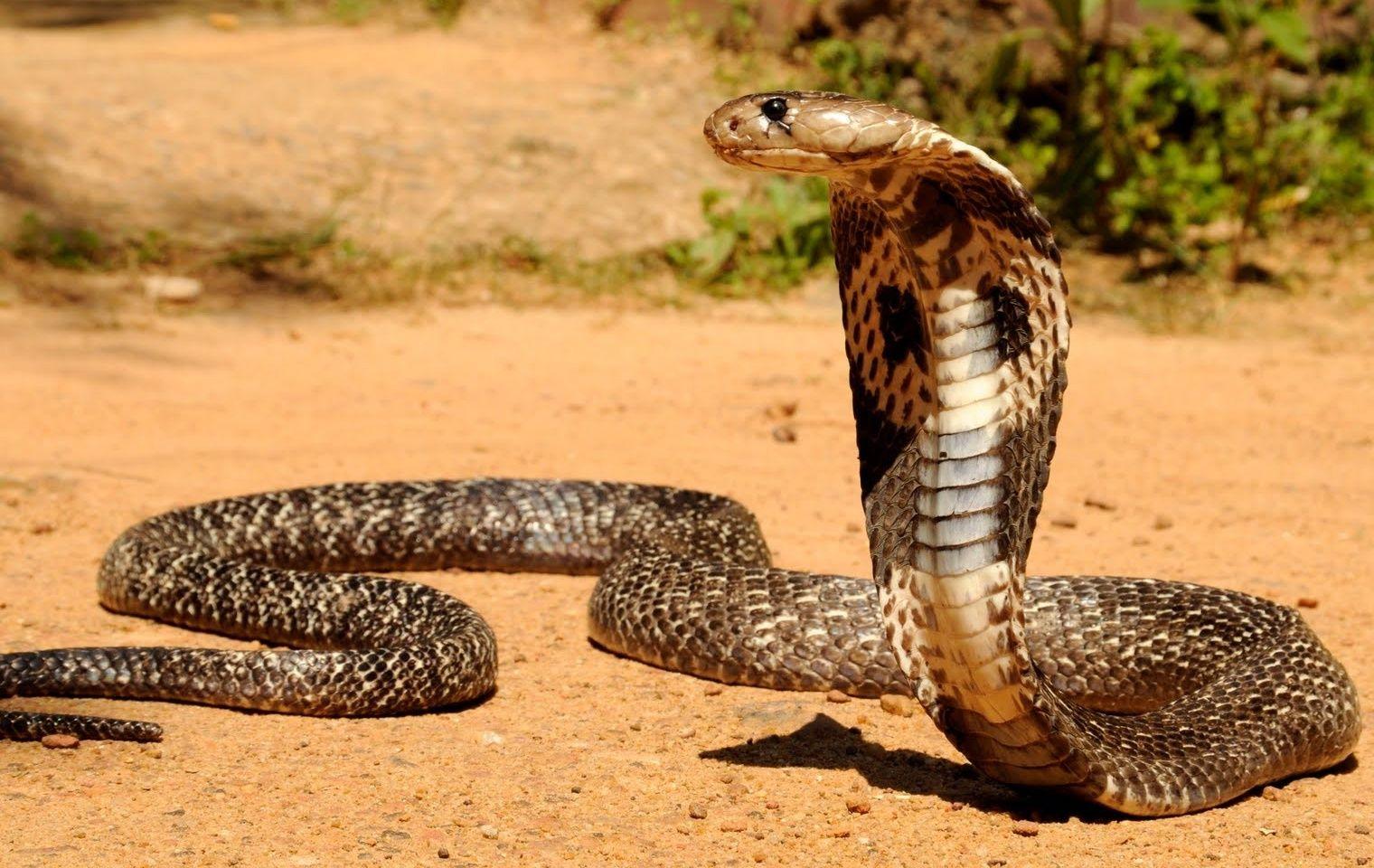 Indian King Cobra Snake Wallpaper HD