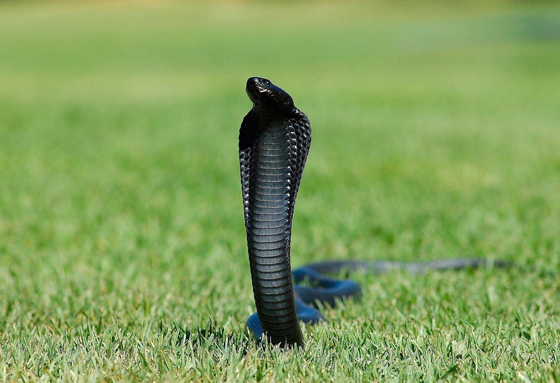 Black King Cobra Snake