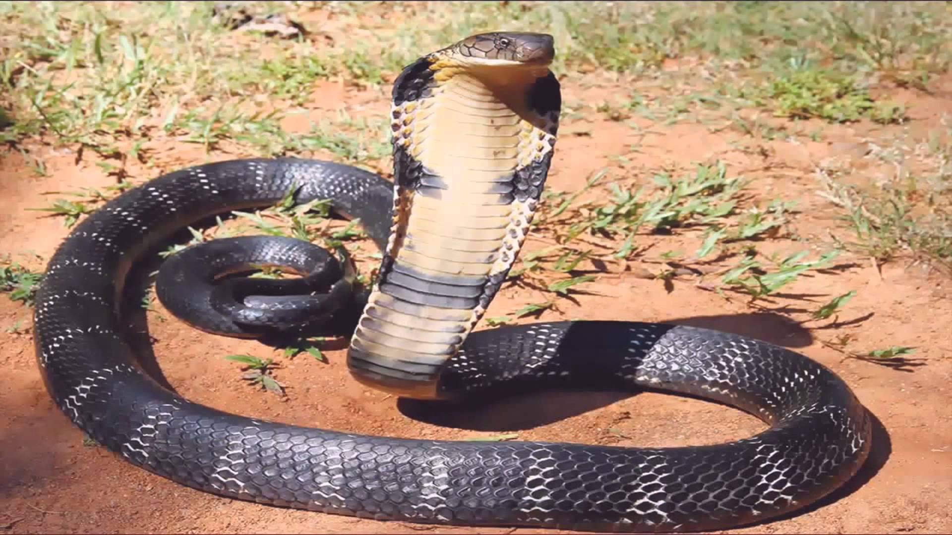King cobra attack man vs King Cobra
