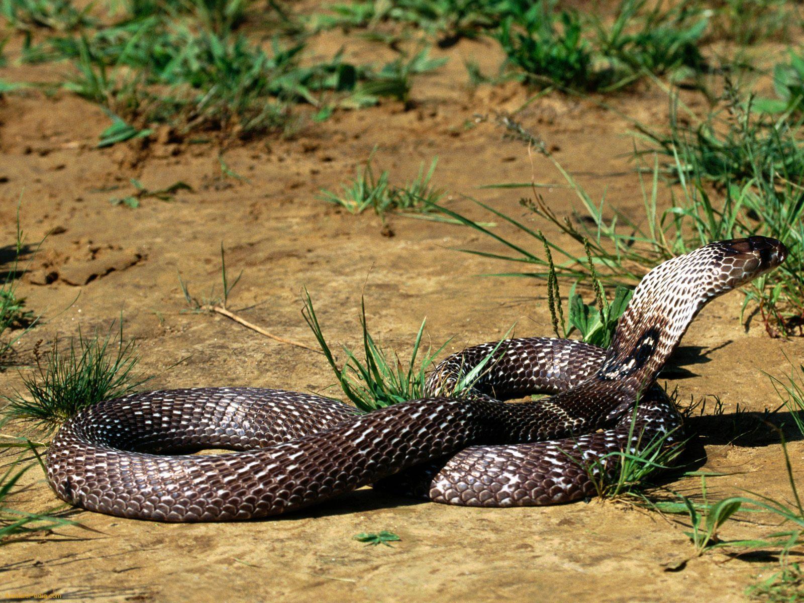 Indian Cobra. Cobras. Indian, Wallpaper and Snake reptile