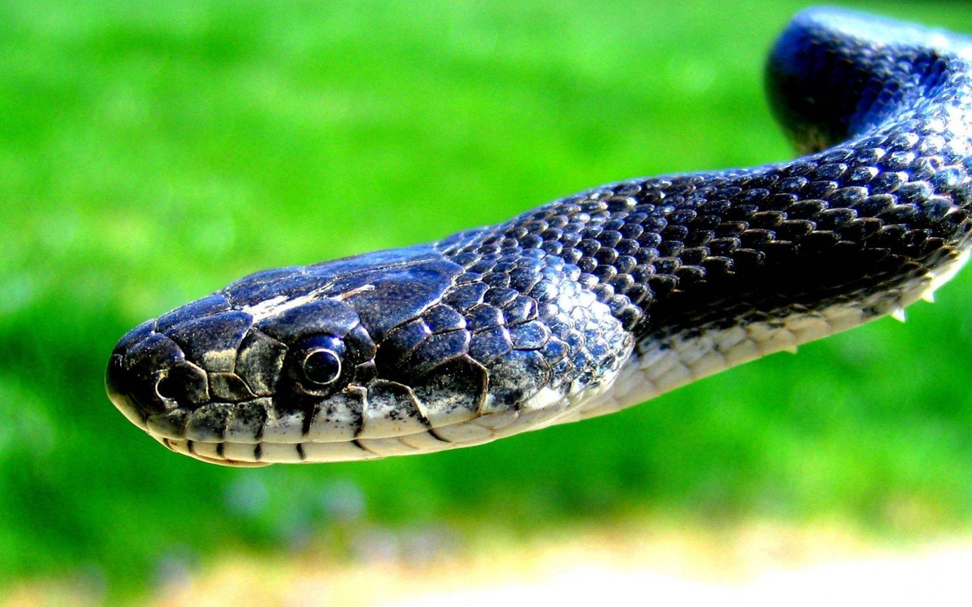 King Cobra Snake HD Wallpaper