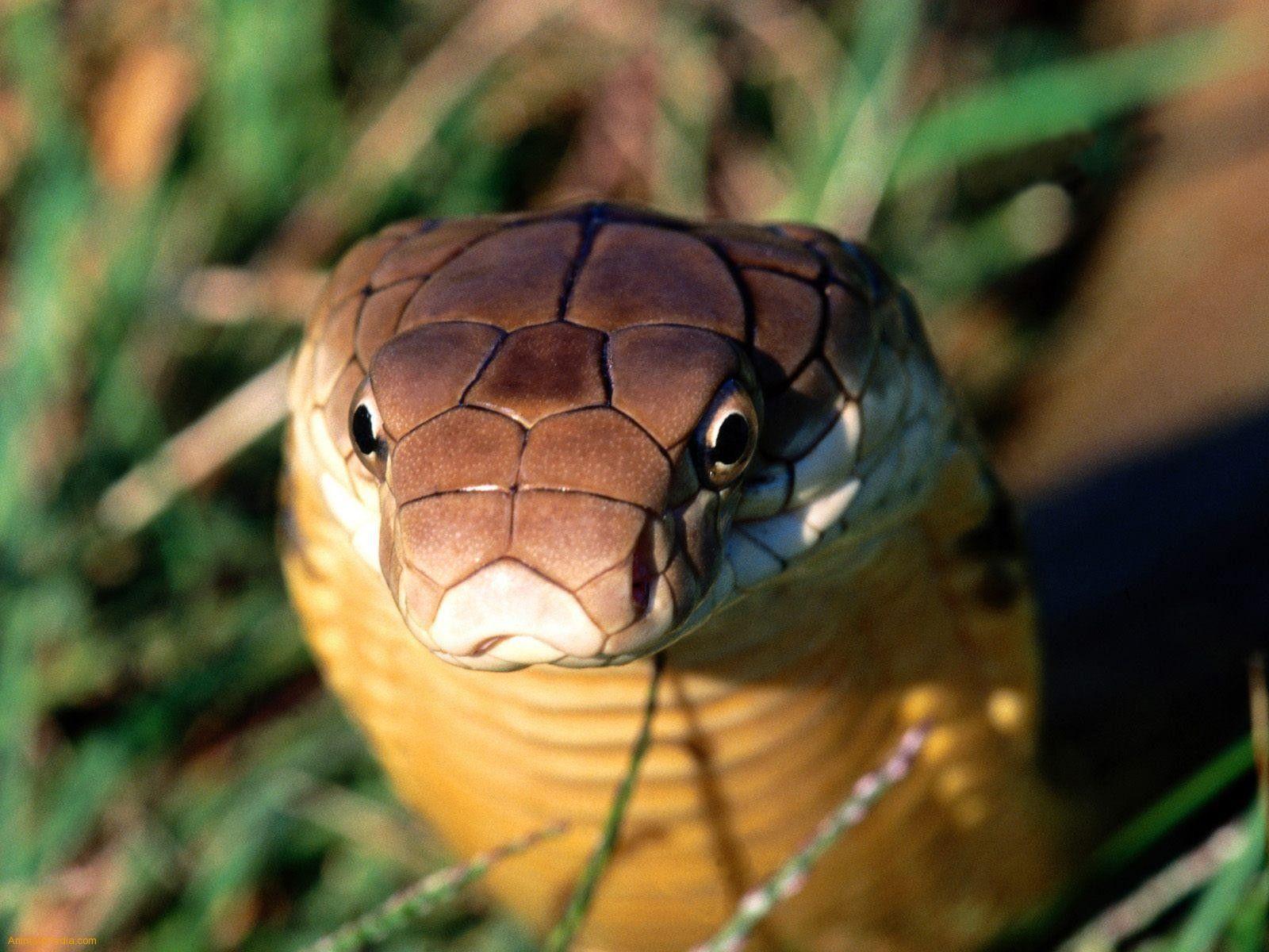 Other: Stay Nature Animals Away Snake Cobra King Poision HD