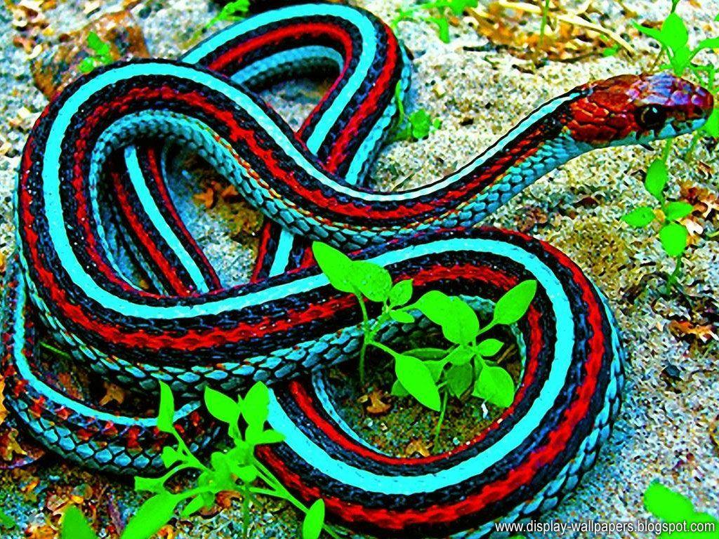 Best Cobra snake ideas King cobra Scary snakes